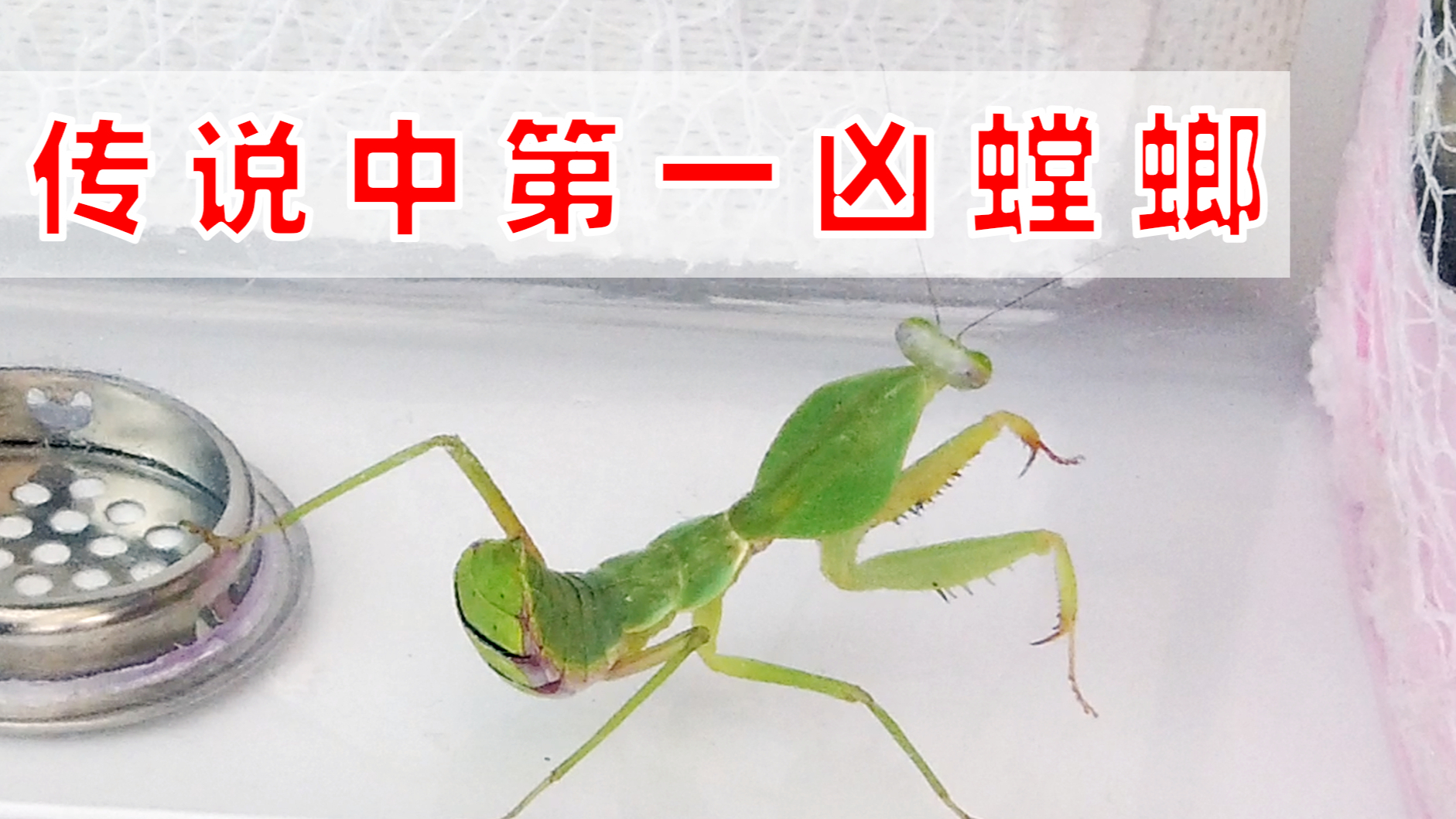 传说中第一凶螳螂开箱,真的那么厉害吗?